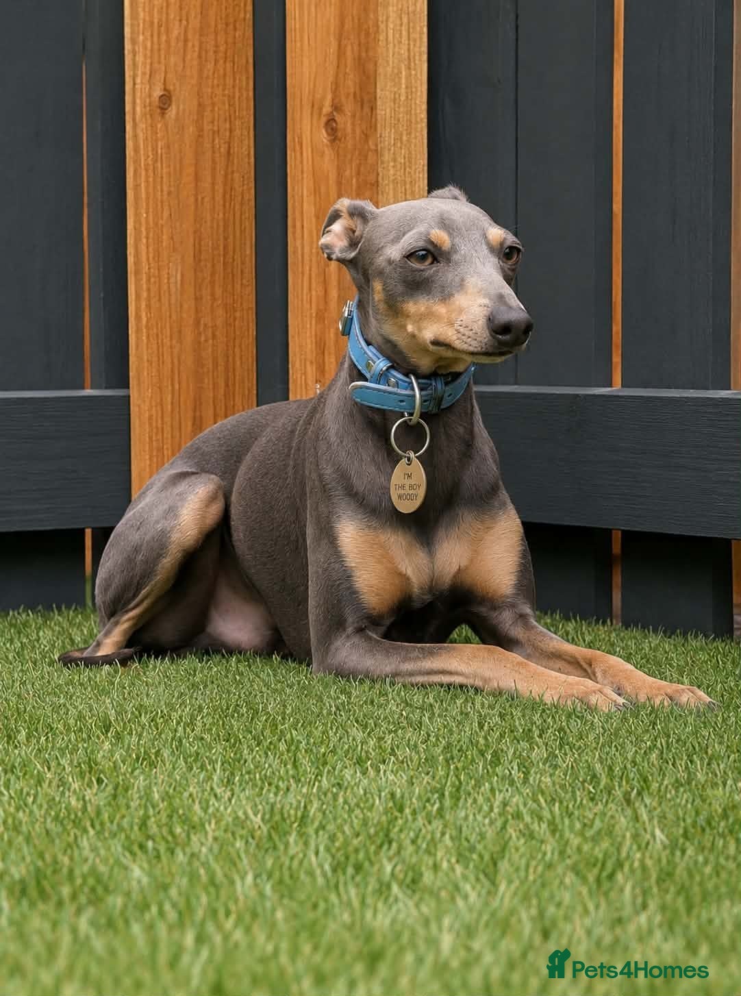 Italian Greyhound dogs KC registered Italian greyhound for stud - Advert 1