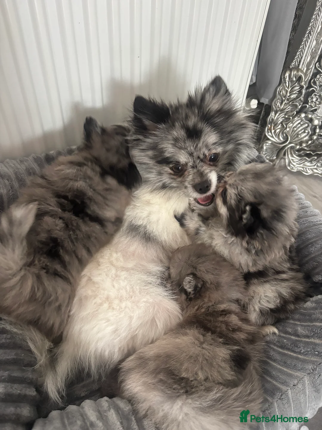 Pomeranian dogs for sale: Merle Pomeranian puppy in Skegness - Advert 6