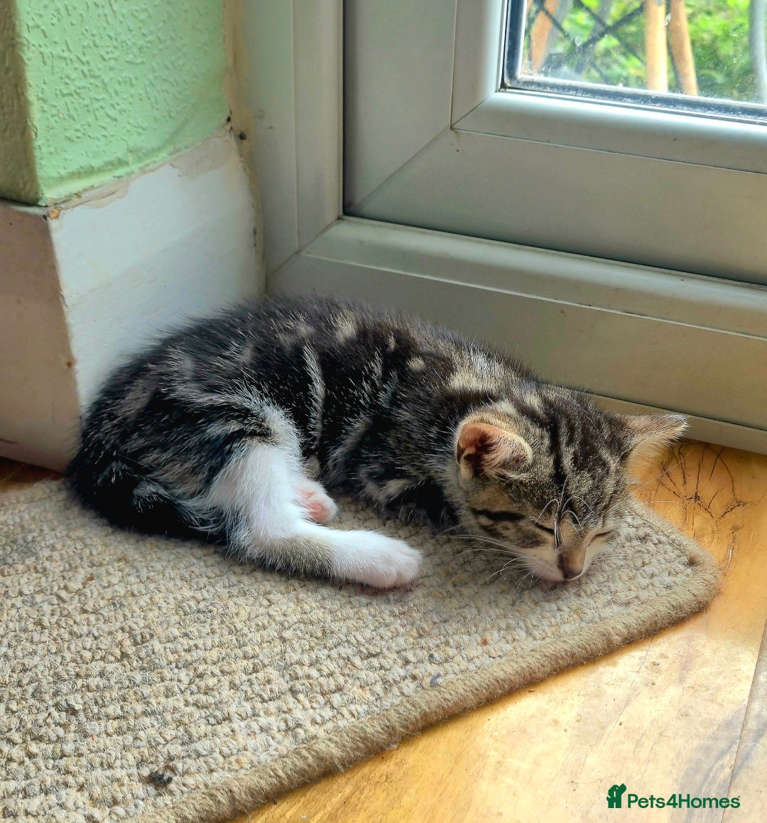 Mixed Breed cats for sale: Adorable 7 Mixed Breed Kittens 🐾 - Image 33