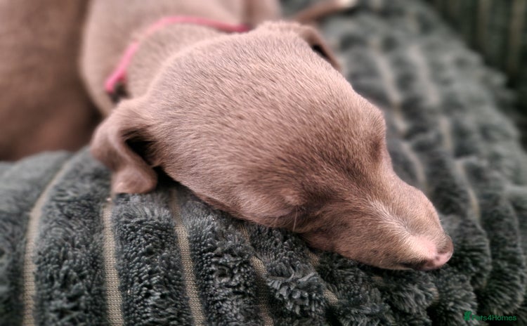 Whippet dogs - Advert 5