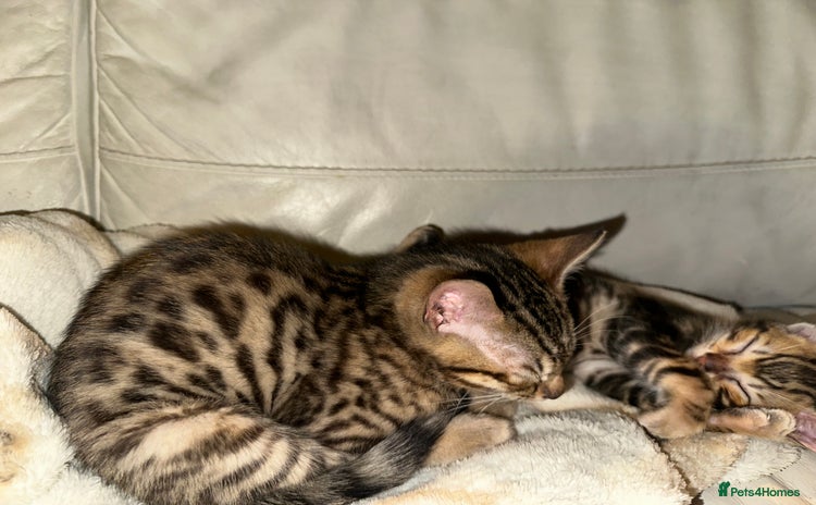 Bengal cats  Marble & Brown Rosette Bengals - Advert 15