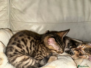 Bengal cats Marble & Brown Rosette Bengals - Advert 13