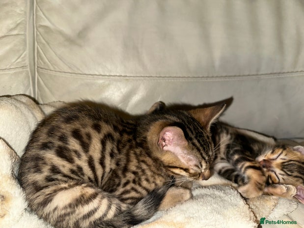 Bengal cats Marble & Brown Rosette Bengals - Advert 15