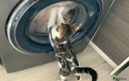 Mixed Breed cats for sale: Make kitten - Image 3