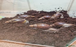 Snails invertebrates for sale: Giant African Land Snails & Tank.& Smaller snails  - Image 5