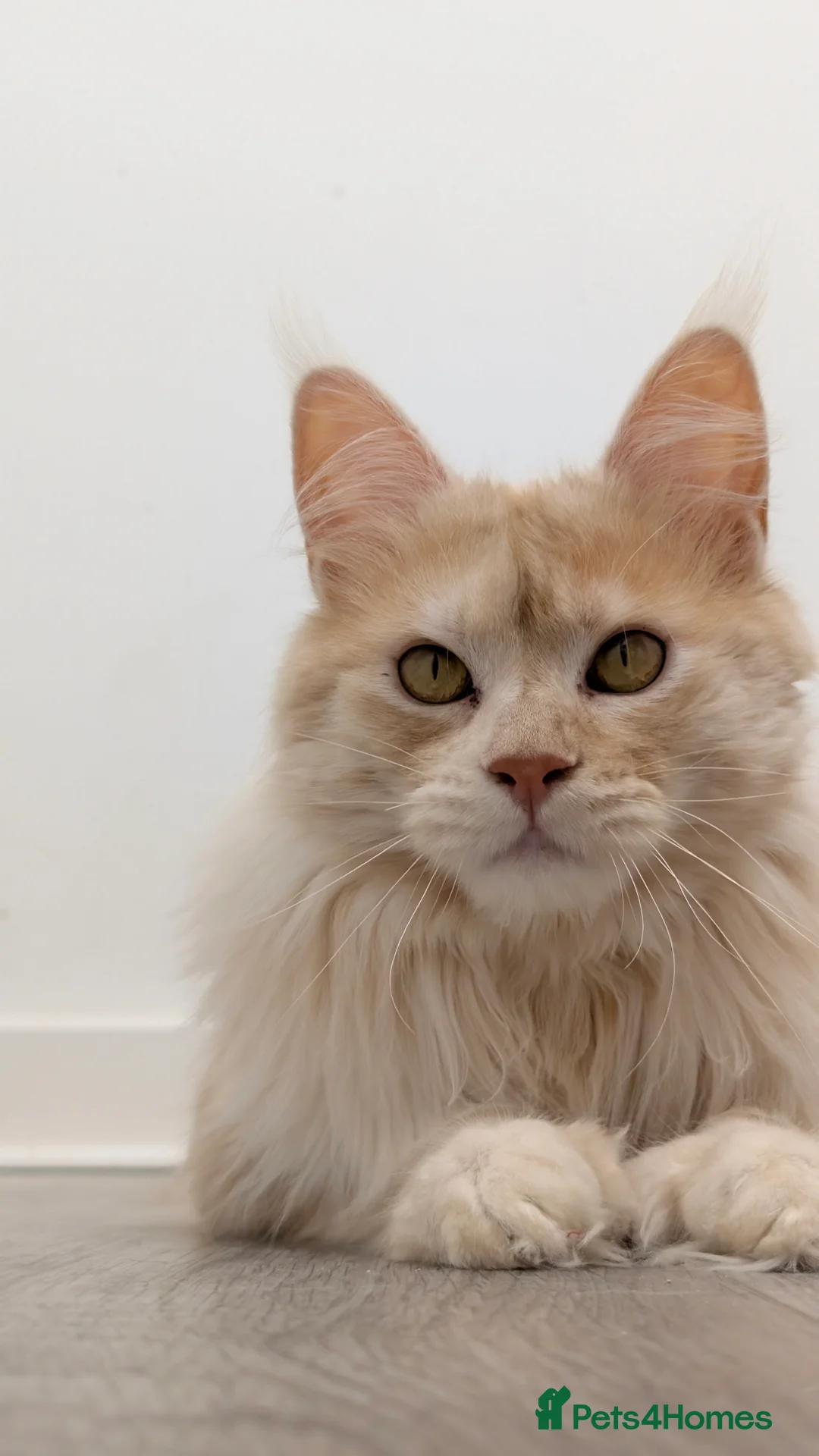 Maine Coon cats for sale: 66/66 TICA Champ Line Maine Coon Polydactyl Stud  - Advert 6