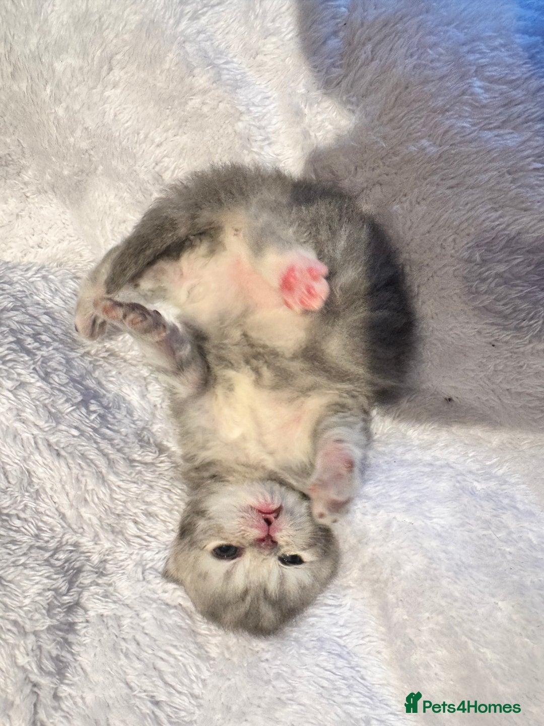 Maine Coon cats for sale: Main coon adorable kittens  - Advert 22