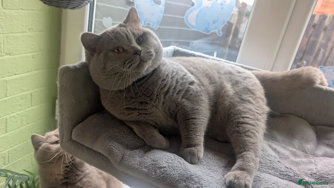 British Shorthair cats for sale: cinnamon British Shorthair Gccf reg male 🐾 in Barnsley - Advert 13