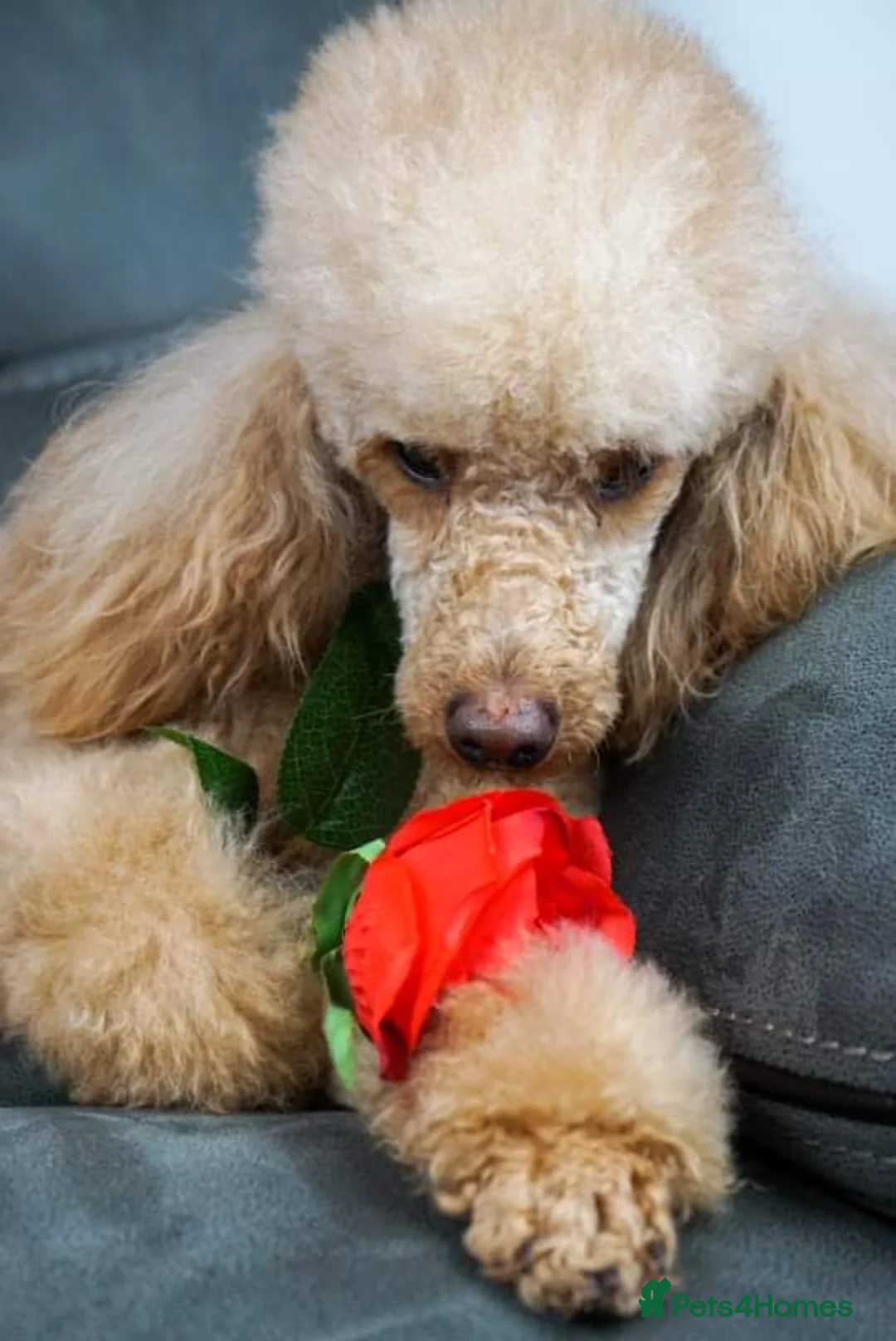Poochon dogs for stud: KC RED TOY POODLE STUD - Advert 8