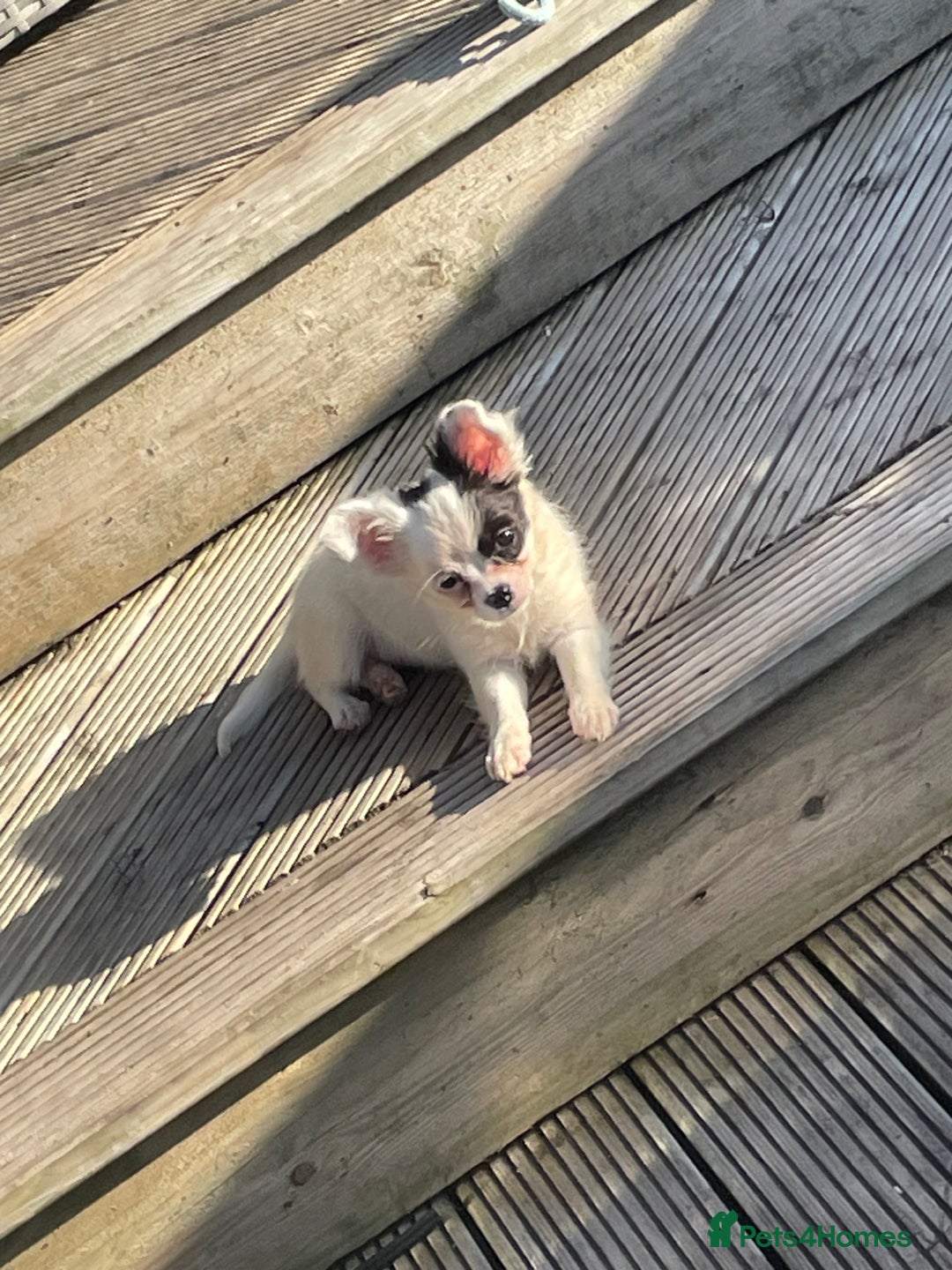 Chihuahua dogs for sale: Chihuahua female puppies - Image 22