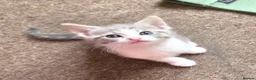Turkish Angora cats for sale: Whithe Turkish Angora - Advert 10