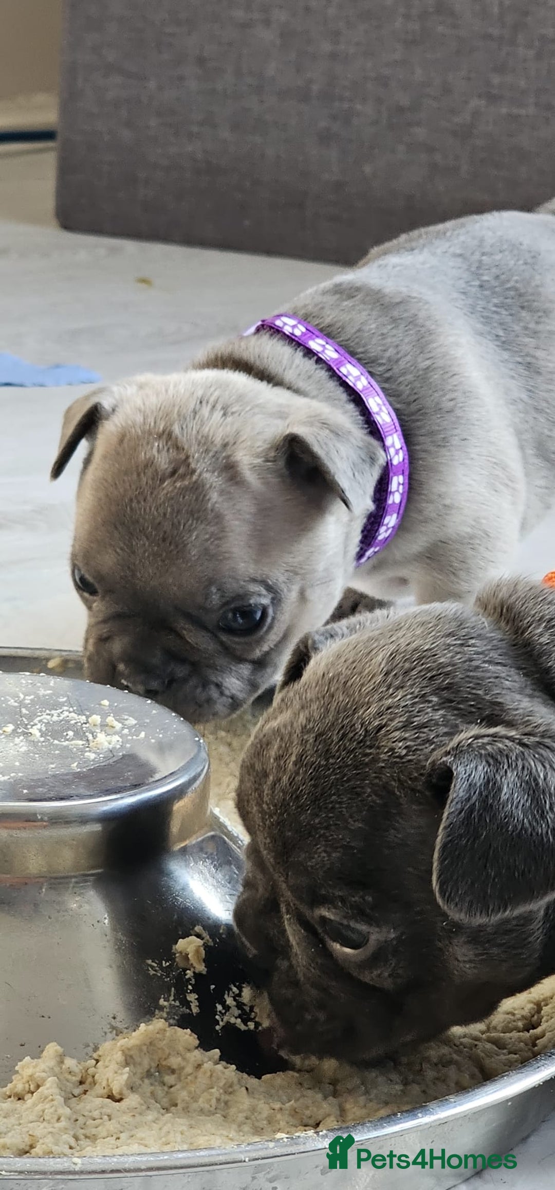 French Bulldog dogs for sale: KC REGISTERED BLUE & TAN FRENCHIES BOYS & GIRLS - Image 11