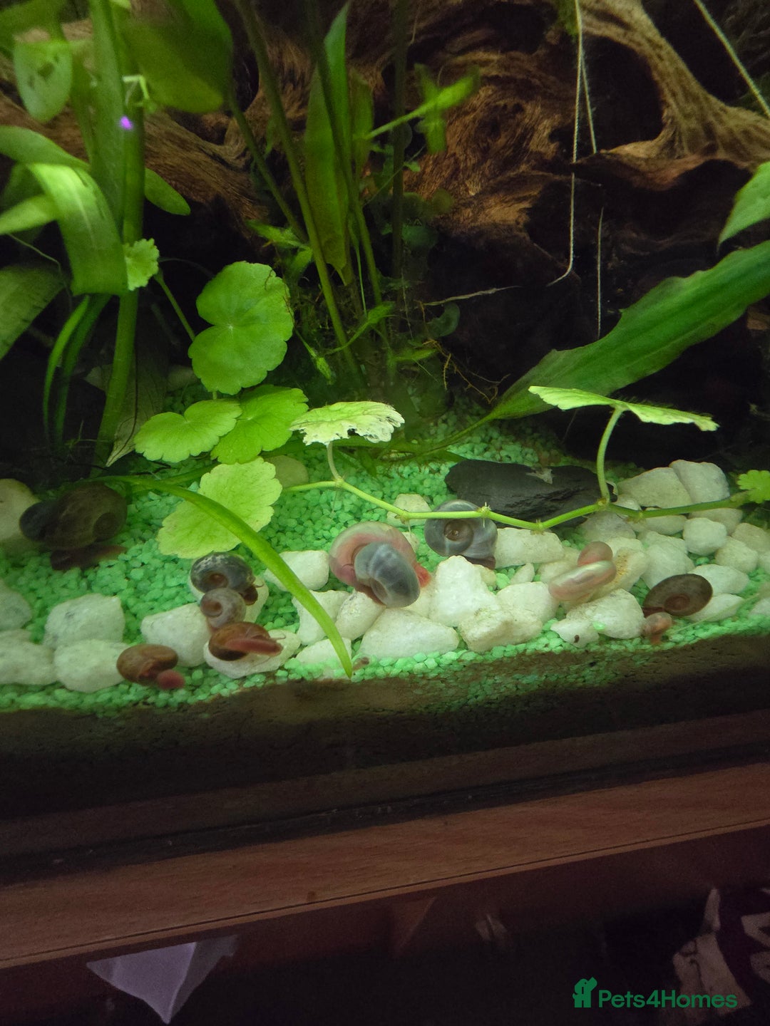 Snails invertebrates for sale: Ramshorn snail  - Image 2