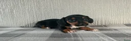 Jackshund dogs for sale: Beautiful jackshund puppies  in Cambridge - Advert 5