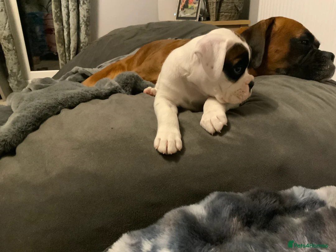 Boxer dogs for sale: Stunning White boy. - Advert 21
