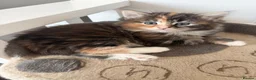 Mixed Breed cats for sale: Adorable fluffy kittens - Advert 6