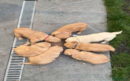 Golden Retriever dogs for sale: PEDIGREE HEALTH TESTED GOLDEN RETRIVER PUPPIES KC - Image 16