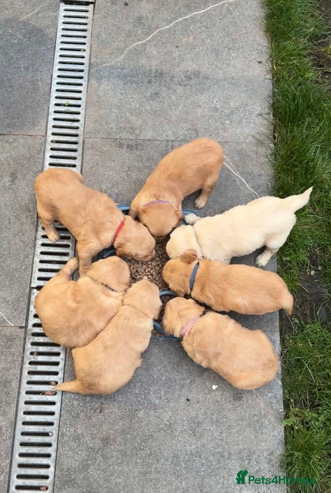 Golden Retriever dogs for sale: PEDIGREE HEALTH TESTED GOLDEN RETRIVER PUPPIES KC - Image 16