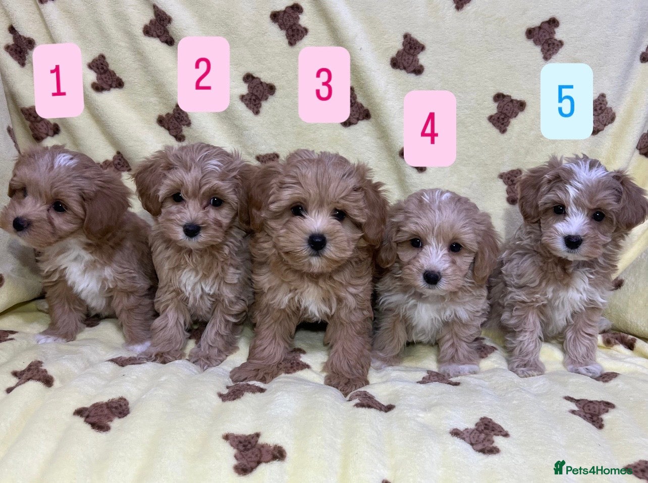 Maltipoo dogs 🐾Maltipoo F1🐾 - Advert 1