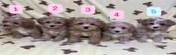 Maltipoo dogs for sale: 🐾Maltipoo F1🐾 - Advert 1