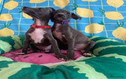 Italian Greyhound dogs for sale: Ready now 6 stunning blue boys kc reg - Image 26
