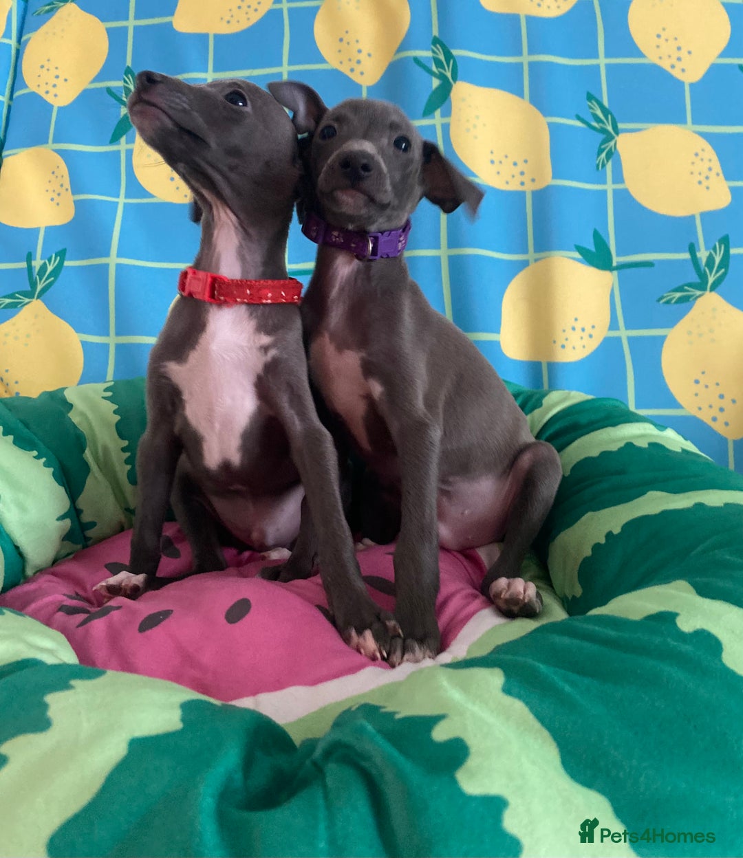 Italian Greyhound dogs for sale: Ready now 6 stunning blue boys kc reg - Image 26