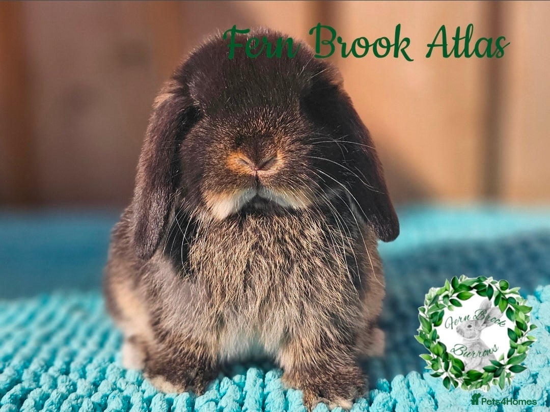 Mini Lop rabbits Vaccinated Mini Lops  - Advert 10