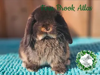 Mini Lop rabbits Vaccinated Mini Lops - Advert 4