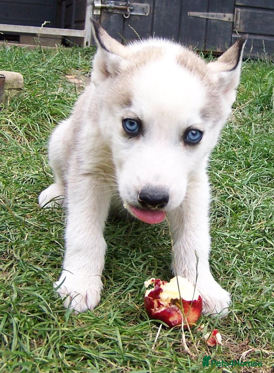 Siberian Husky dogs for sale: Siberian Husky puppies for sale ready now - Image 11