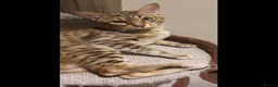 Savannah cats for sale: Beautiful Active male Savannah - Advert 2