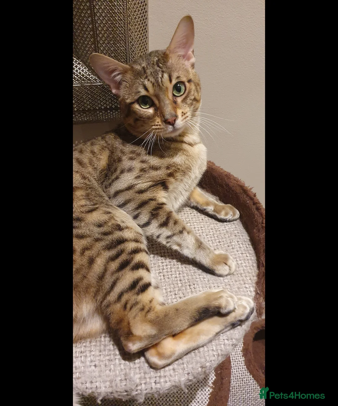 Savannah cats for sale: Beautiful Active male Savannah - Advert 2