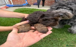 Cockapoo dogs for sale: Cockapoo  - Image 4