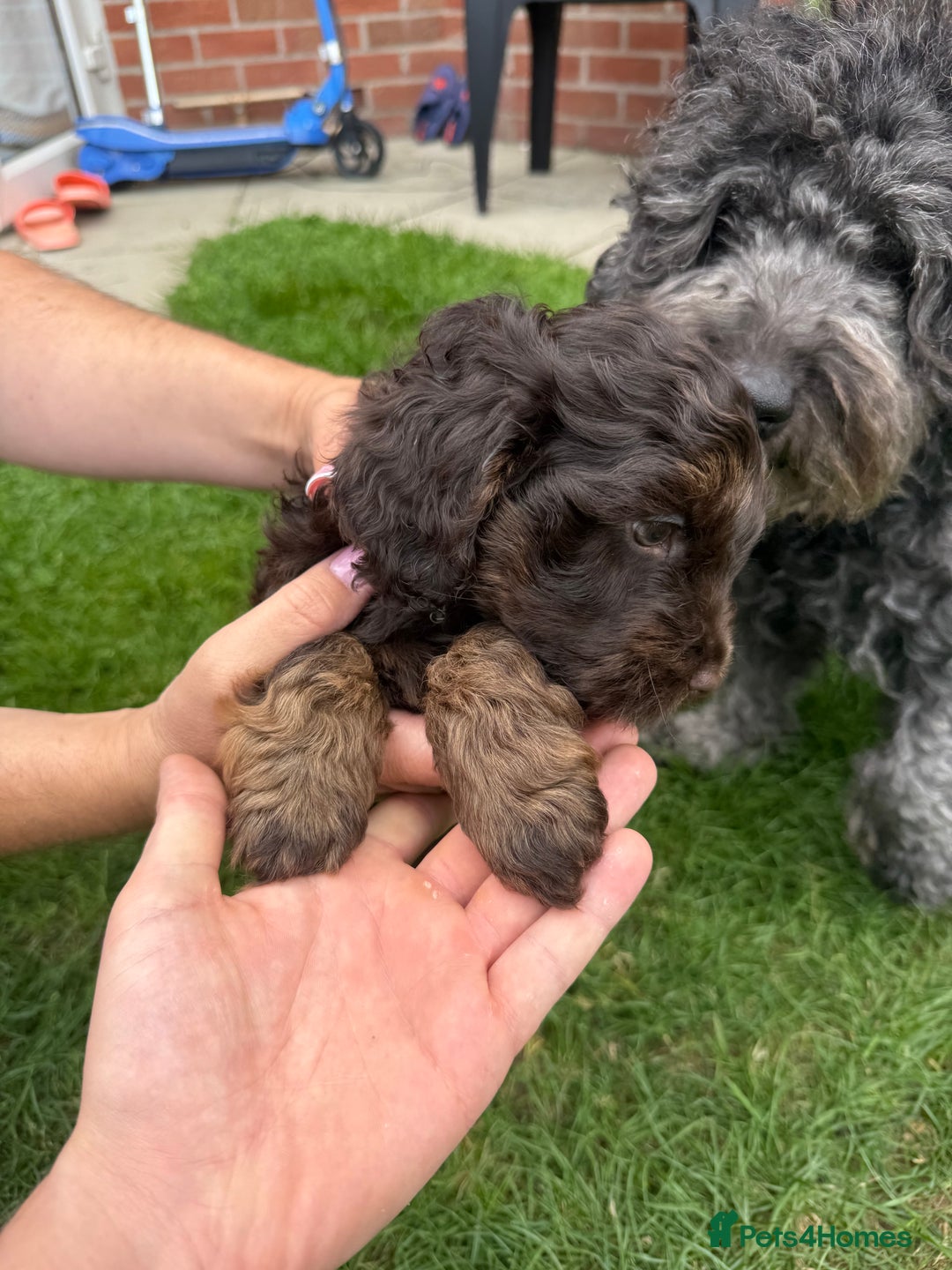 Cockapoo dogs for sale: Cockapoo  - Image 4