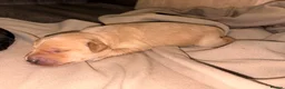 Labradoodle dogs for sale: 🦴❤️ beautiful F1 Labradoodle puppies ❤️🦴 in Rowley Regis - Advert 9