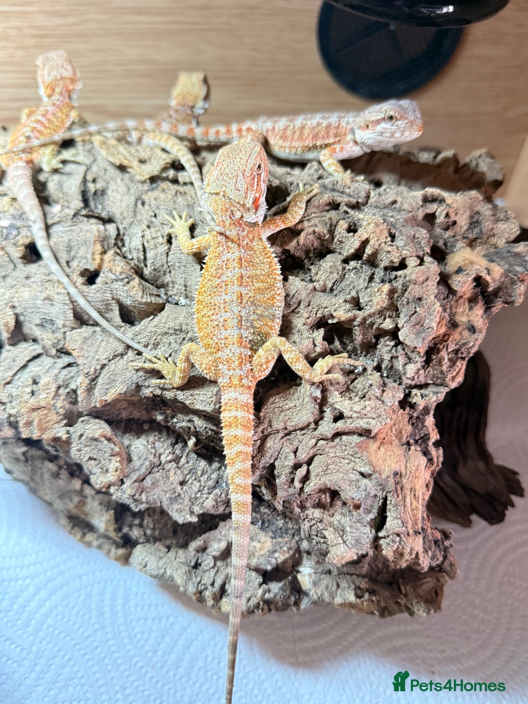 Bearded Dragon reptiles for sale: 🔥🔥🔥 BABY BEARDED DRAGONS 🔥🔥🔥 READY 2 GO 🔥🔥 - Image 18