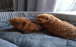Poodle dogs for sale: Red miniature poodle  - Image 11