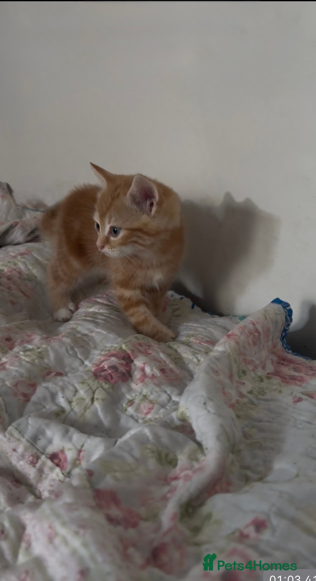 Mixed Breed cats for sale: Beautiful ginger and black and white kitten - Advert 8