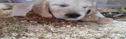 Golden Retriever dogs for sale: Two girls three boys available  golden retrievers  in Blackpool - Advert 2