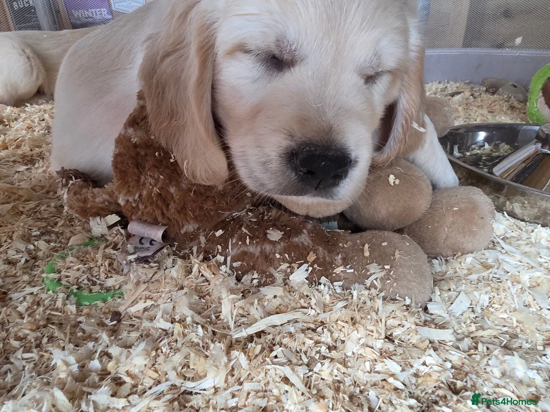 Golden Retriever dogs for sale: Two girls three boys available  golden retrievers  in Blackpool - Advert 2