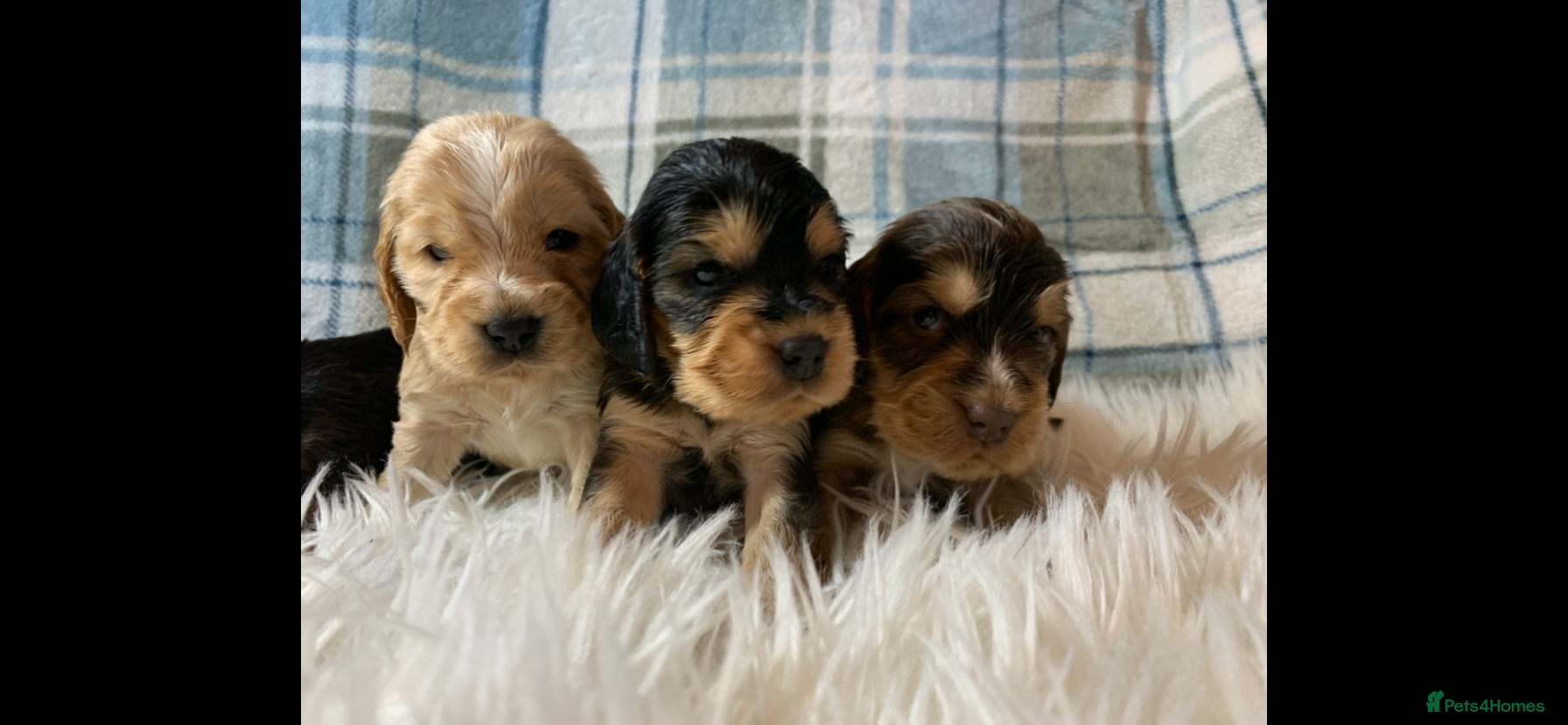 Cocker Spaniel dogs Show type cocker spaniel puppy’s PRA Clear  - Advert 15