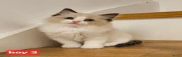 Ragdoll cats for sale: Stunning Ragdoll kittens 😸  - Advert 13