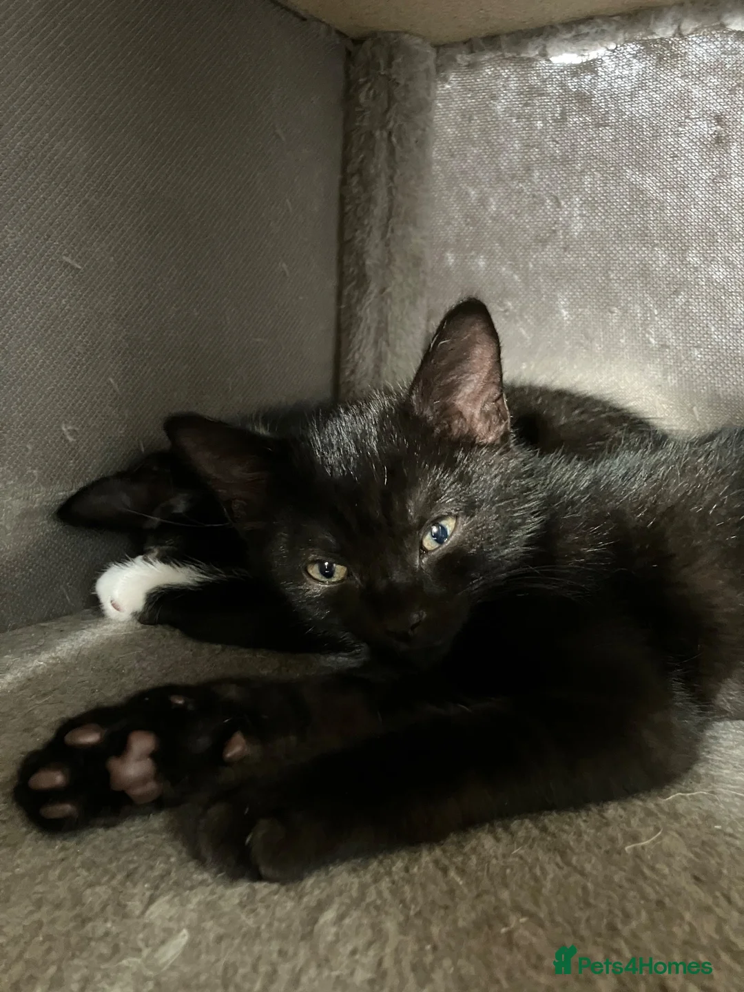 Mixed Breed cats for sale: 4 adorable farm rescues looking for loving homes in Glasgow - Advert 8