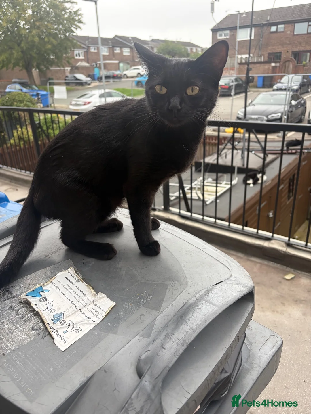 British Shorthair cats for sale: This is boo  in Warrington - Advert 2