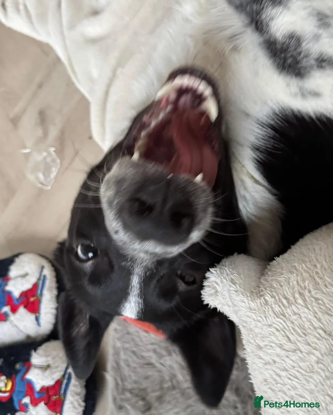 Border Collie dogs for sale: Arya  - Advert 10