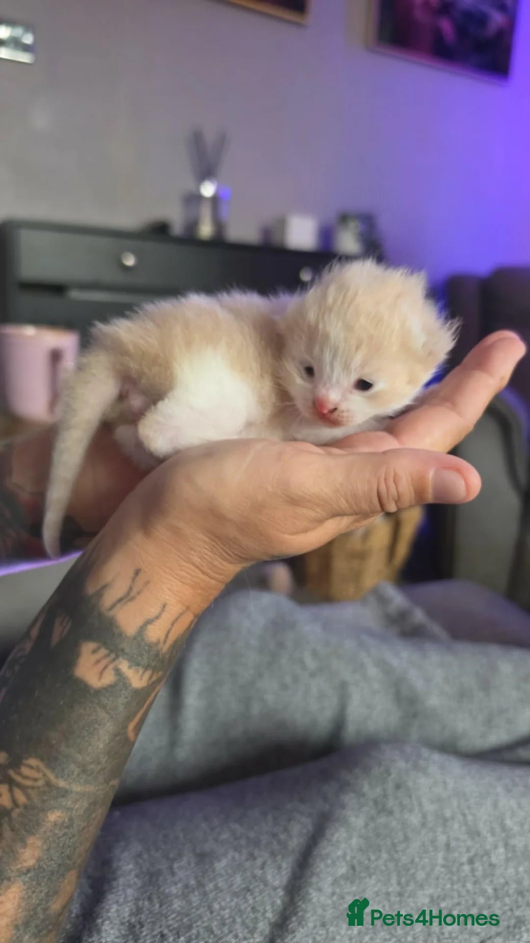 Exotic cats for sale: Exotic male persian  - Advert 9