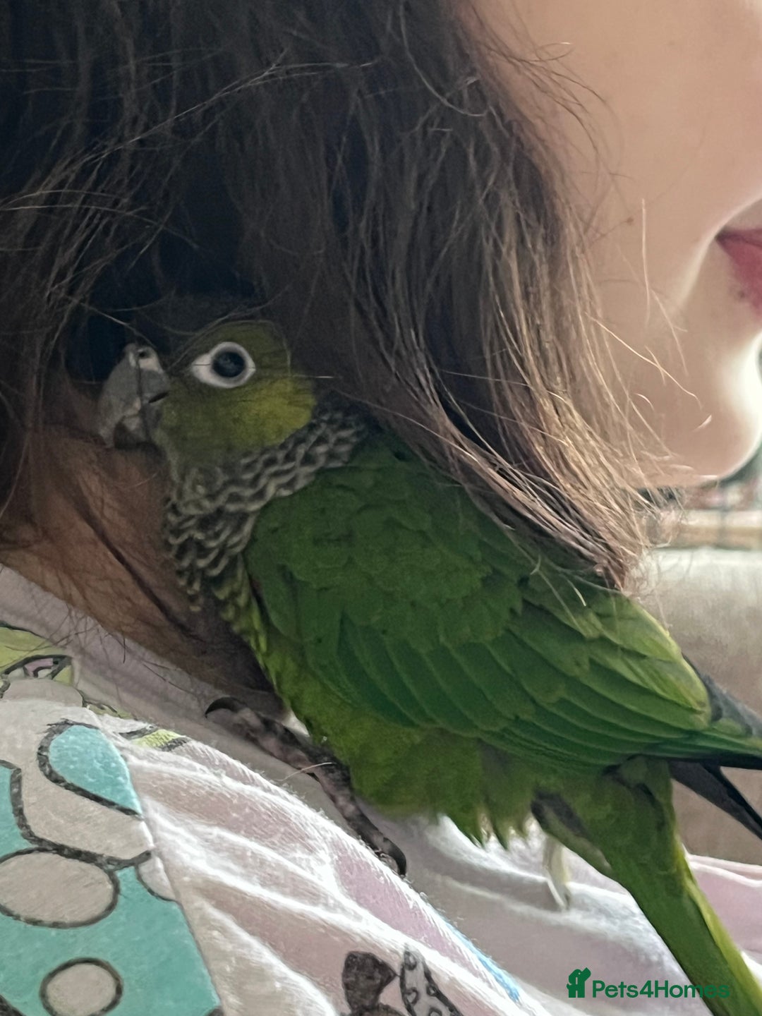 Conures birds for sale: Young conure - Image 2