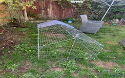 Mini Lion Lop rabbits for sale: Female Mini Rex with hutch and run  - Image 6