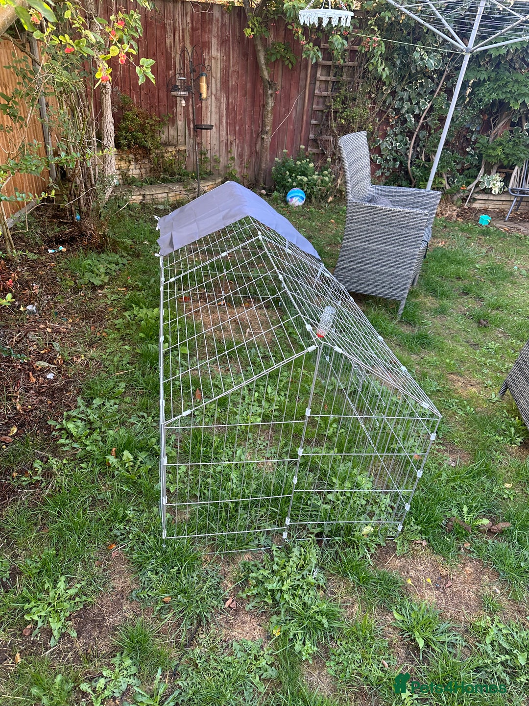 Mini Lion Lop rabbits for sale: Female Mini Rex with hutch and run  - Image 6