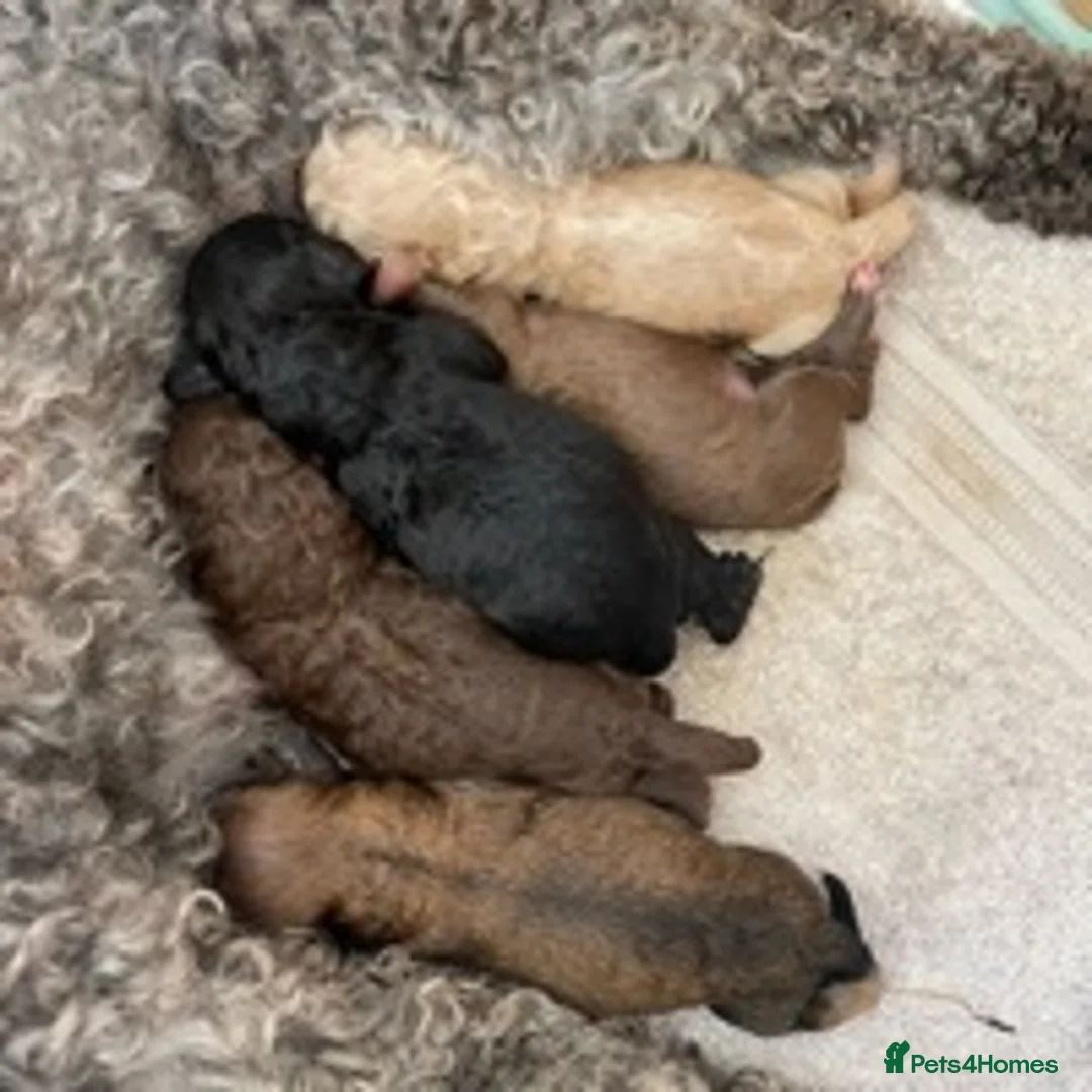 Toy Poodle dogs for stud: 🏆PROVEN🏆sable miniature poodle health tested in Havant - Advert 21