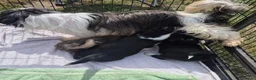Mixed Breed dogs for sale: Beautiful mixed breed babies in Coleford - Advert 5